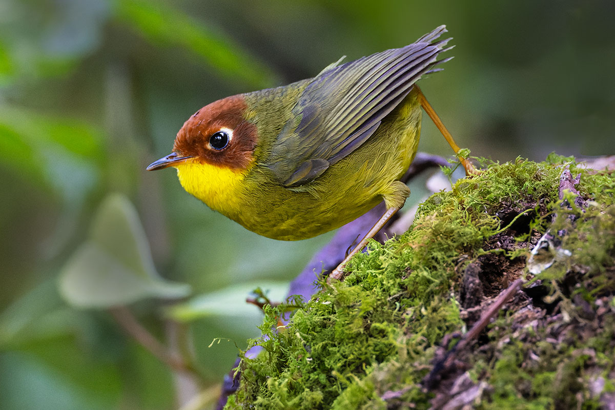 Travel Diary of Srama Journeys