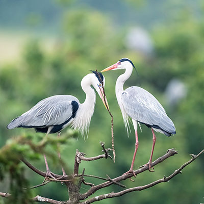 Bird Watching & Wildlife Safaris